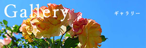 ギャラリー